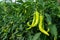 Bell Pepper on the tree, planted together as a chili garden, has