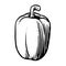 Bell pepper. Vector. Outline drawing of a vegetable on a white background. Sketch. Drawing marker on paper. Isolated object.