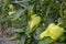 Bell peppers growing in a field or plantation. Vegetable rows of pepper