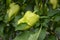 Bell peppers growing in a field or plantation. Vegetable rows of pepper