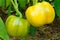 Bell Peppers Growing in Greenhouse