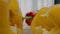 Bell peppers and ripe tomatoes lie on wooden cutting board