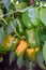 Bell peppers ripening in the greenhouse