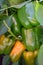 Bell peppers ripening in the greenhouse