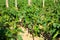 Bell peppers sprouts grow on the field using sticks