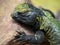 Bell`s dabb lizard, Uromastyx acanthinura, is a large lizard, feeding on plant food