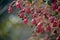 Bell shaped flowers of the Australian native flame tree Brachychiton roseus