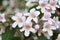 Bell shaped flowers of a beauty bush in springtime