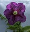 Bell shaped flowers called Surfinia petunia