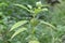 A bell shaped fruit bearing small plant known as the Cape gooseberry plant