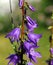 Bell-Shaped Larkspur