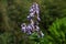 Bell-shaped paulownia flowers blooming in the mountains of Japan.