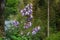 Bell-shaped paulownia flowers blooming in the mountains of Japan.