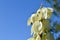 Bell-shaped yucca flowers