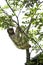 Bella, a three-toed sloth, hangs from a tree in Toucan Rescue Ranch, a wildlife rescue facility, in Costa Rica.