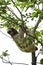 Bella, a three-toed sloth, hangs from a tree in Toucan Rescue Ranch, a wildlife rescue facility, in Costa Rica.