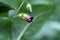 Belladonna or deadly nightshade (Atropa belladonna)