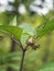 Belladonna flower aka Deadly nightshade. Atropa belladonna. Toxic due to tropane alkaloids.