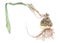 Belladonna lily Amaryllis belladonna sleeping bulb with dry leaf and roots botanical drawing over white background