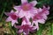 Belladonna Lily Pink bloom.