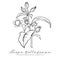 Belladonna plant set. Outline vector illustration.