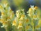 Bellardia trixago yellow and orange flower