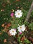 Belles small autumn flowers. Villiers Saint FrÃ©dÃ©ric - France