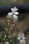 Bellevalia brevipedicellata - West Crete