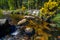 Bellever Forest And Dart River on Dartmoor National Park in Devo