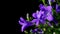 Bellflower (Campanula)