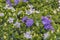 Bellflower, Campanula haylodgensis with long-lasting, fully double blooms. Popular cultivated ornamental plant. Flowers for