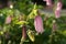 Bellflower or Campanula punctata in the morning sun