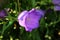 Bellflower or Campanula violet bell-shape blossoms flower in garden