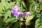 Bellflower, Creeping (Campanula rapunculoides)