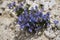 Bellflower growing wild in the Dolomites