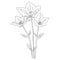 Bellflower isolated, hand-drawn floral element. vector illustration bouquet of bellflower sketch art beautiful Creeping bellflower