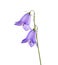 Bellflower isolated on white background