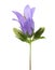 Bellflower isolated on white background