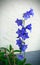 Bellflower stem isolated on light wall`s house background