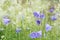 Bellflowers in the summer meadow, wild flowers in countryside