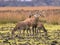 Belling Buck deer guarding hinds