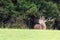 Belling deer stag with big horns in autumn. Cervus Elaphus. Natural habitat.