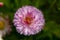 Bellis annua, the annual daisy, plant species in the genus Bellis. Beautiful wild daisy flowers in the garden