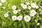 Bellis annua, the annual daisy, plant species in the genus Bellis. Beautiful wild daisy flowers in the garden.