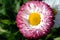 Bellis blooming