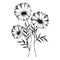 Bellis, Daisy, Chamomile. Graphic outline illustration of flowers. For design.