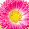 Bellis flower