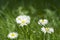 Bellis flower (English Daisy, Bellis perennis)