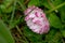Bellis flower in wet grass