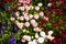 Bellis flowers (Bellis perennis annua)